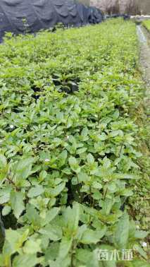 高度15厘米天蓝鼠尾草