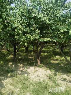 15公分杏树