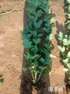 高度100厘米天目琼花