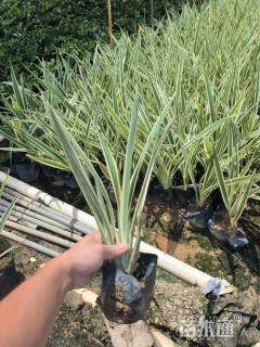 高度30厘米山管兰