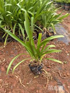 高度40厘米百子莲