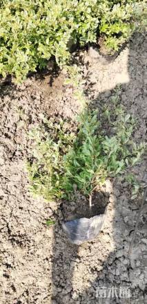 高度30厘米小丑火棘小苗