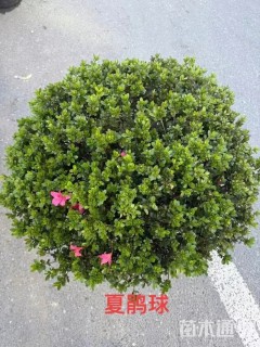 高度60厘米夏鹃