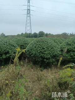 冠幅150厘米无刺枸骨球