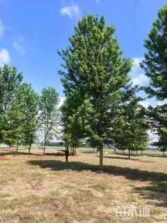 17公分美国红枫