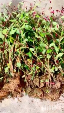 高度45厘米红蓼