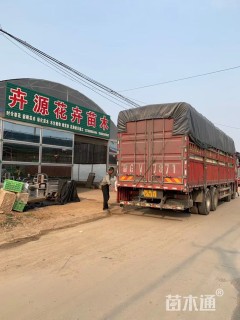 高度15厘米芍药