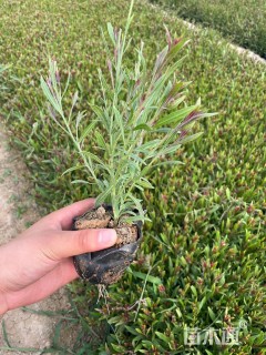 高度30厘米山桃草