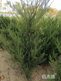 高度150厘米龙柏柱