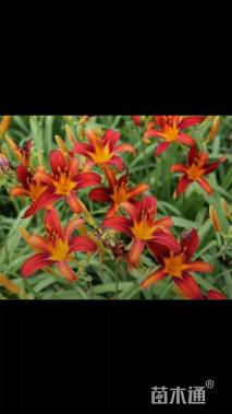 高度20厘米萱草