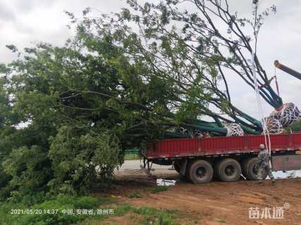 高度300厘米果石榴