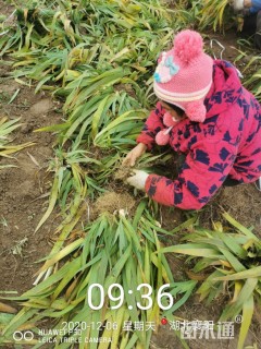 高度20厘米德国鸢尾