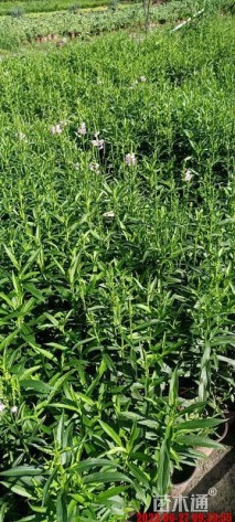 高度35厘米假龙头