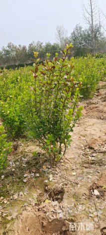 冠幅40厘米卫矛球