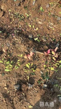 高度20厘米红叶石楠小苗