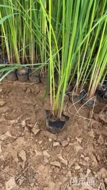 高度60厘米水葱