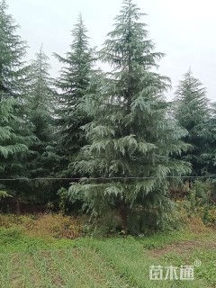高度6000厘米雪松