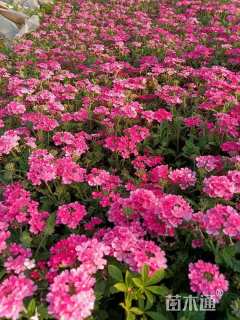 高度20厘米美女樱