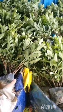 高度28厘米毛鹃