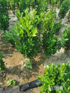 高度30厘米豆瓣黄杨