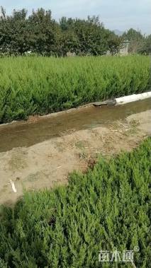 高度50厘米小龙柏