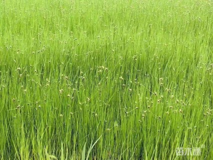 高度60厘米海三棱藨草