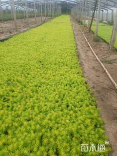 高度10厘米金叶佛甲草