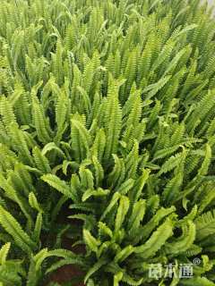 高度30厘米排骨草