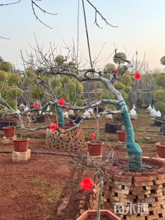 15公分异形龙爪柿子树