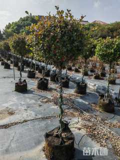 130厘米风车茉莉