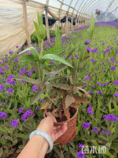 高度25厘米马鞭草