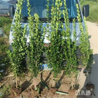 高度175厘米北海道黄杨