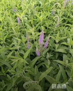 高度10厘米婆婆纳