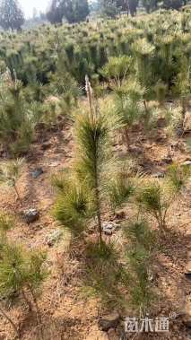 高度100厘米油松