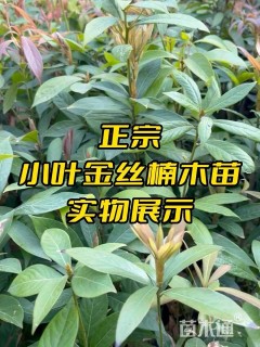 0.4公分金丝楠木