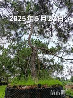 高度600厘米马尾松