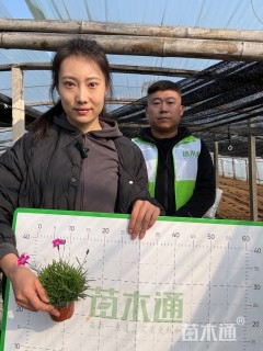 高度20厘米欧石竹