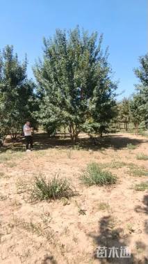 高度500厘米丛生五角枫