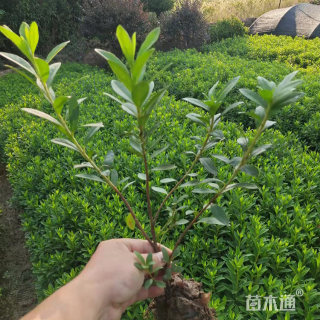 高度70厘米春娟小苗