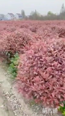 冠幅120厘米红叶石楠球