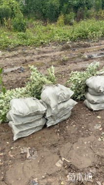 高度45厘米金边黄杨