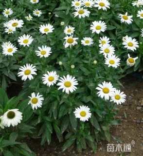 高度15厘米大滨菊