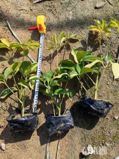 高度30厘米花叶鸭脚木