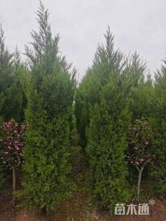 高度250厘米蜀桧