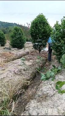 冠幅250厘米含笑球