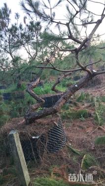 高度150厘米马尾松