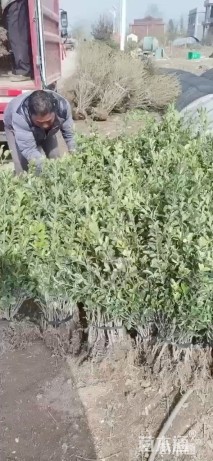 高度30厘米金边黄杨