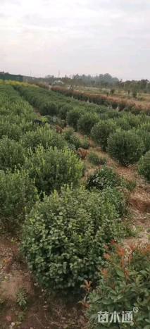 冠幅100厘米卫矛球