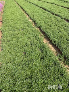 高度10厘米三七景天