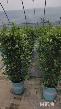 80厘米风车茉莉